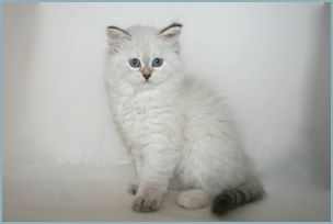 
Female Siberian Kitten from Deedlebug Siberians